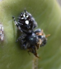 Phidippus audax