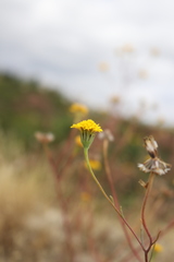 Chaenactis glabriuscula glabriuscula