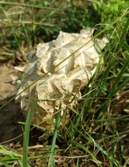 Calvatia sculpta