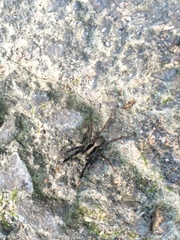 Schizocosa crassipes