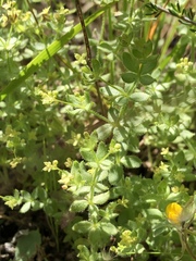 Galium californicum