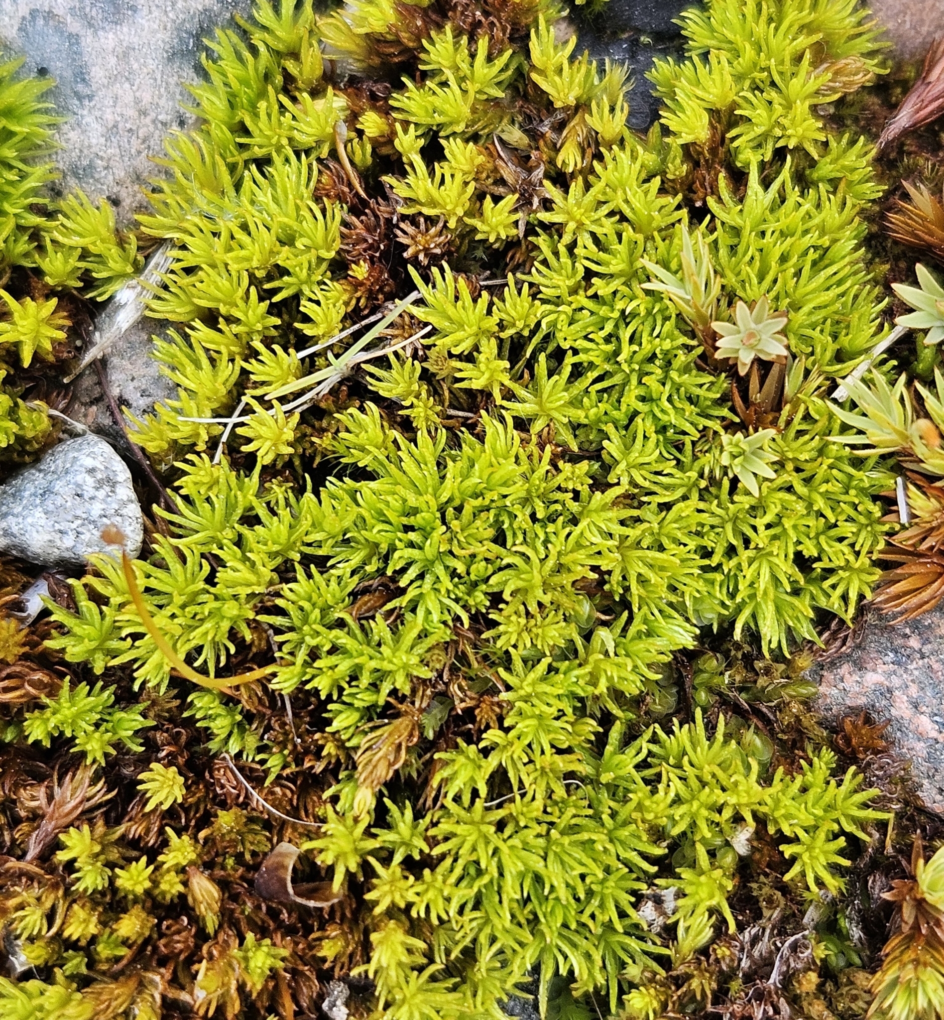 Oligotrichum hercynicum