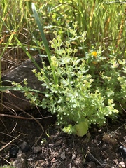 Galium californicum
