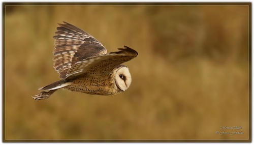 iNaturalist image