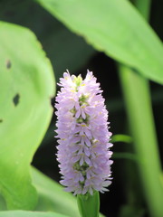 Pontederia sagittata
