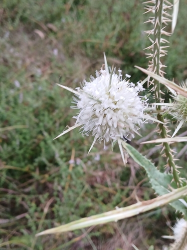 Sardinian teasel (Dipsacus ferox)