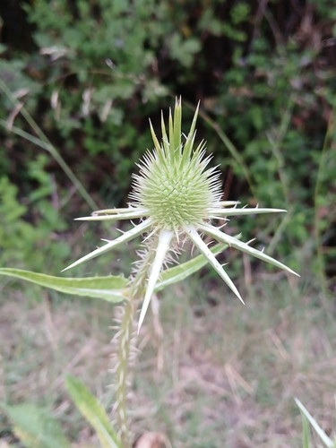 Image of Dipsacus ferox by (c) Martin Scheuch, some rights reserved (CC BY)