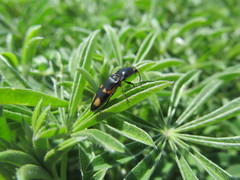 Selatosomus suckleyi