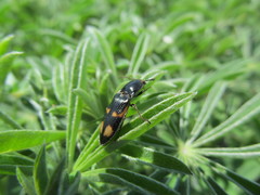 Selatosomus suckleyi