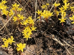 Sedum radiatum