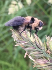 Cephenemyia