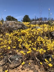 Sedum radiatum