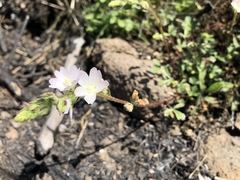 Sidalcea hickmanii napensis