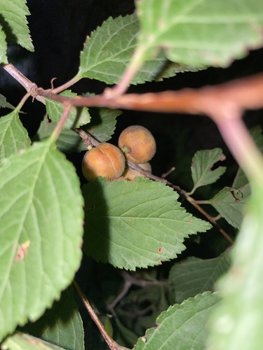 Prunus triloba