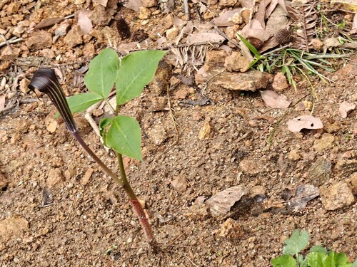 Arisaema bockii, photograph 2