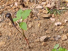 Arisaema bockii, photograph Jiao Sun (孙娇), CC BY, iNaturalist via GBIF