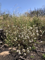 Sidalcea hickmanii napensis