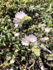 Sidalcea hickmanii napensis