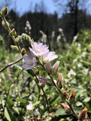 Sidalcea hickmanii napensis