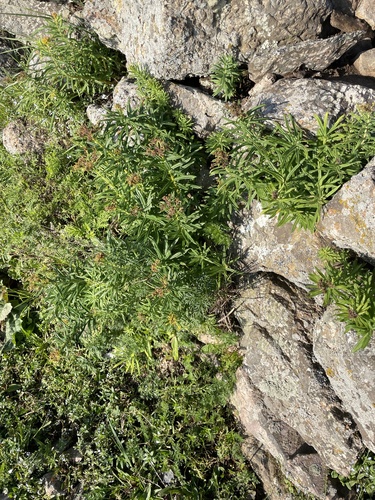 Rhodiola kirilowii (Rhodiola kirilowii)