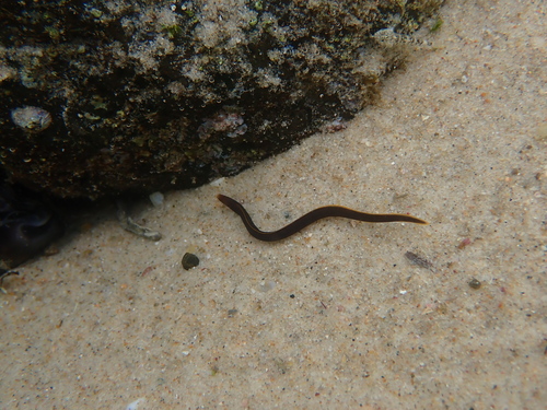 False brown moray (Gymnothorax pseudoherrei) — Muraenidae — 5