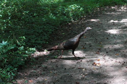 Wild Turkey photographed in South Carolina