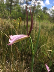 Cleistesiopsis divaricata