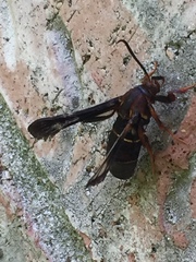 Vitacea scepsiformis