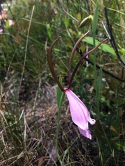 Cleistesiopsis divaricata
