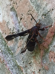Vitacea scepsiformis