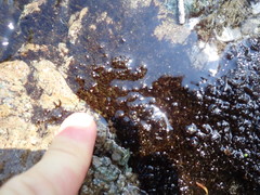 Marsupella sphacelata