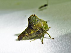 Telamona monticola