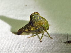 Telamona monticola