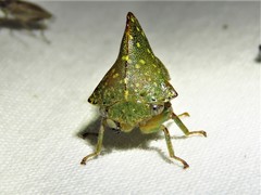 Telamona monticola