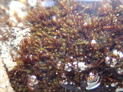 Marsupella sphacelata