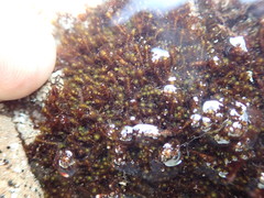 Marsupella sphacelata