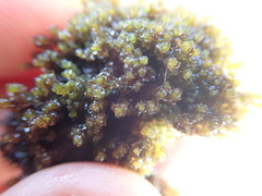 Marsupella sphacelata