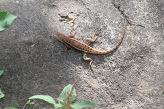 Sceloporus albiventris