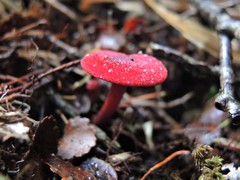 Cortinarius vinicolor