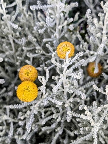 Image of Santolina chamaecyparissus by no rights reserved