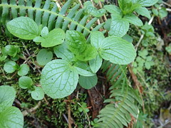 Valeriana sitchensis