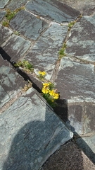 Lycaena phlaeas daimio