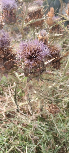 Artichoke Thistle