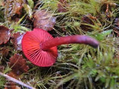 Cortinarius vinicolor