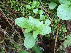 Valeriana sitchensis