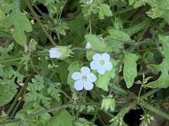 Nemophila parviflora