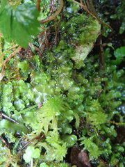 Pellia neesiana