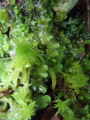 Pellia neesiana