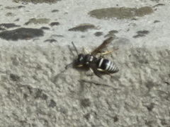 Ancistrocerus waldenii