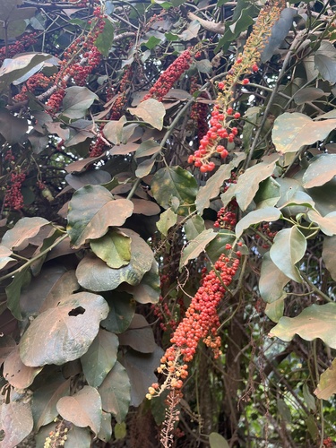 Pokeweed (Phytolacca dodecandra)